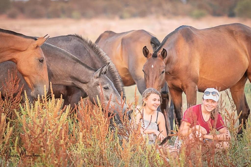 Image of Zambujal Horses and Nature