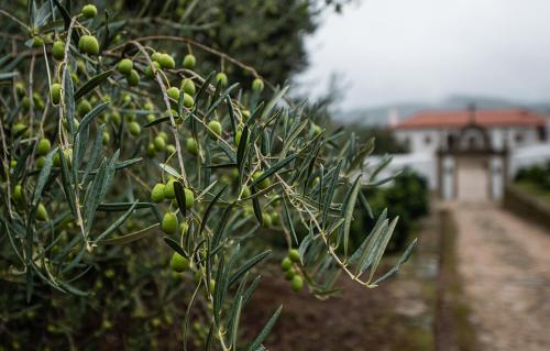 Image of CASA DO OLIVAL
