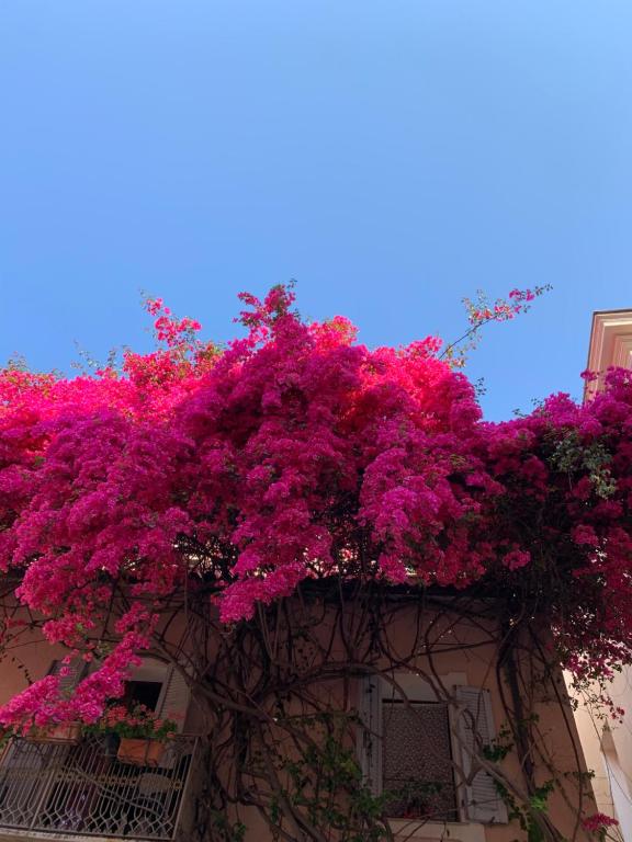 Imagem de Casa Bougainvillea