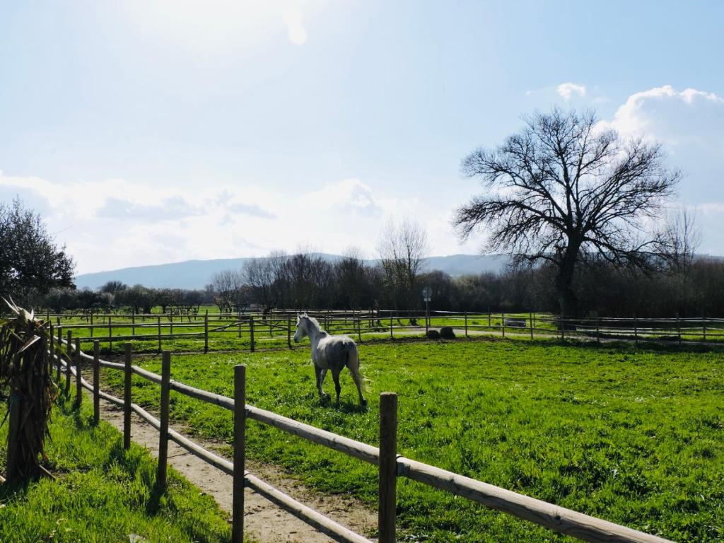 QUINTA DOS CAVALOS