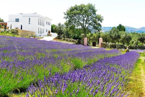 Image of Quinta da Lavanda